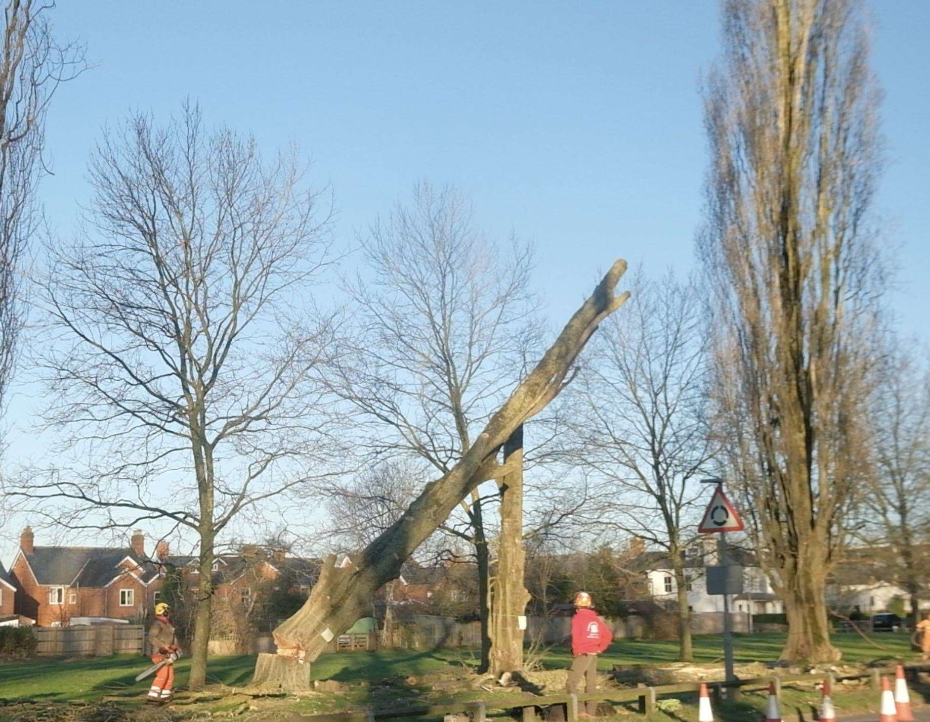 Six affected trees were cut down in January this year