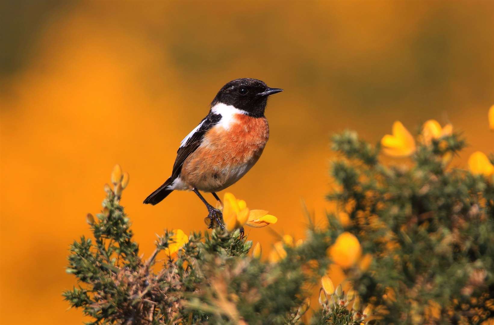 Stonechat bird on Greenham Common. Credit: Paul Brennan