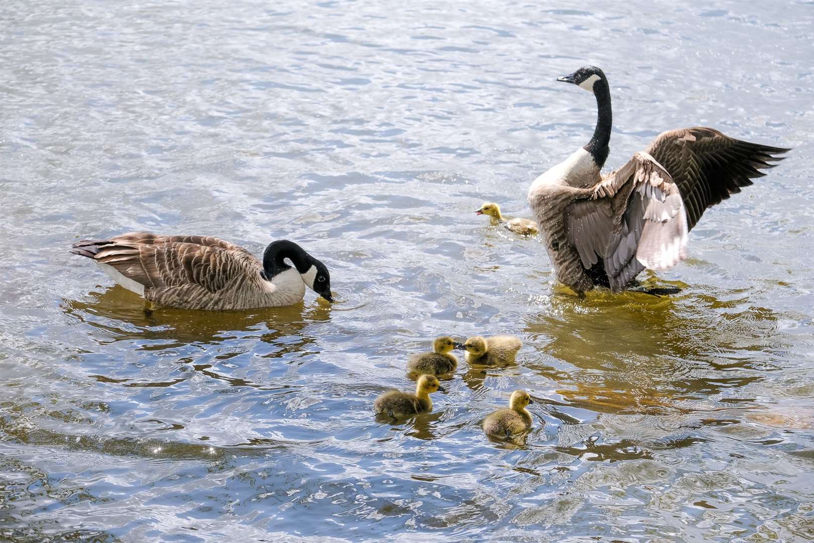Thatcham Nature Discovery Centre - Geese and.Goslings