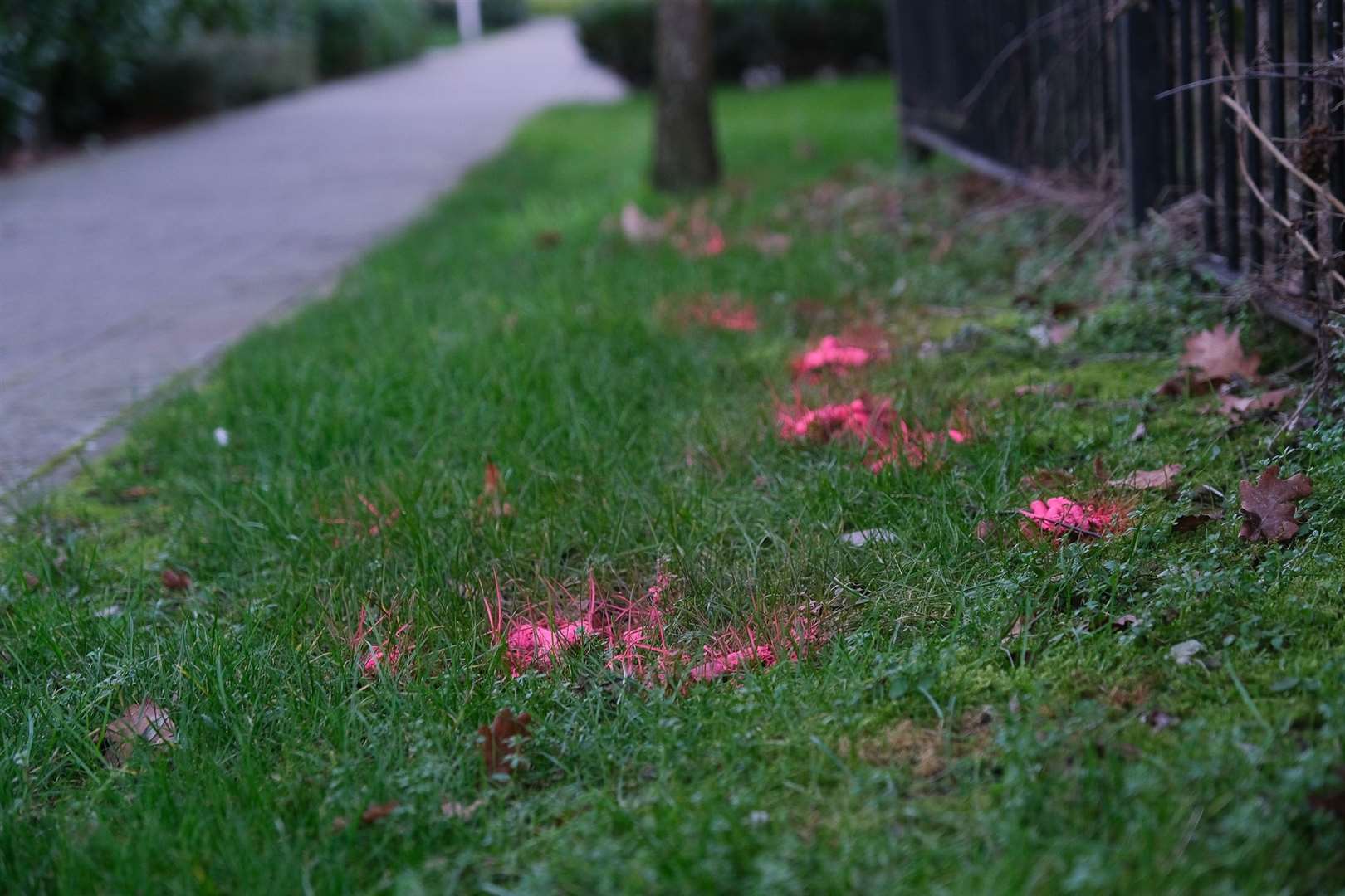 PPP appeal to clear up dog poo in Newbury