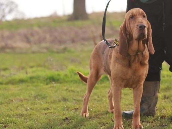Lady is looking for her forever home