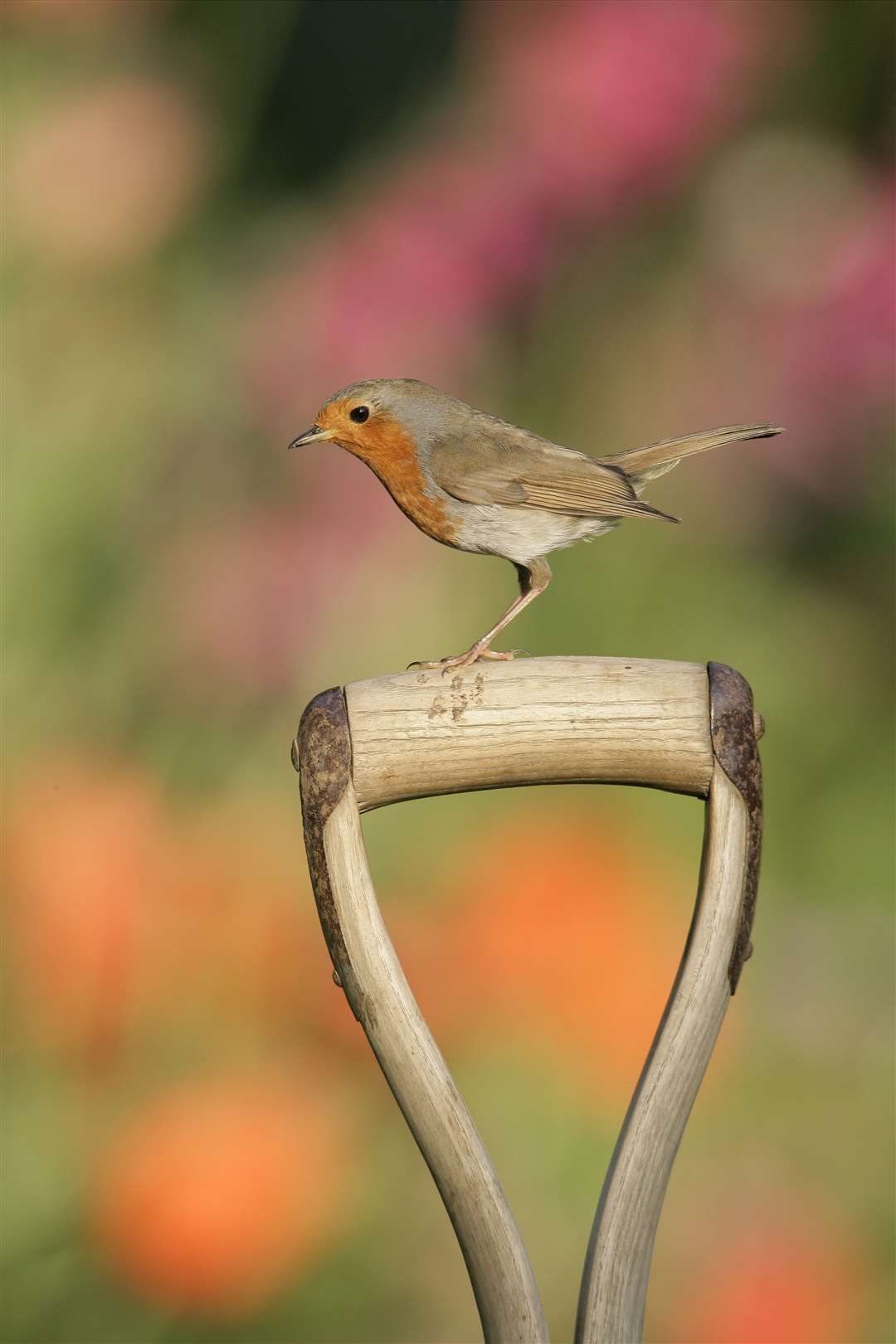 The robin is a festive favourite Picture: RSPB