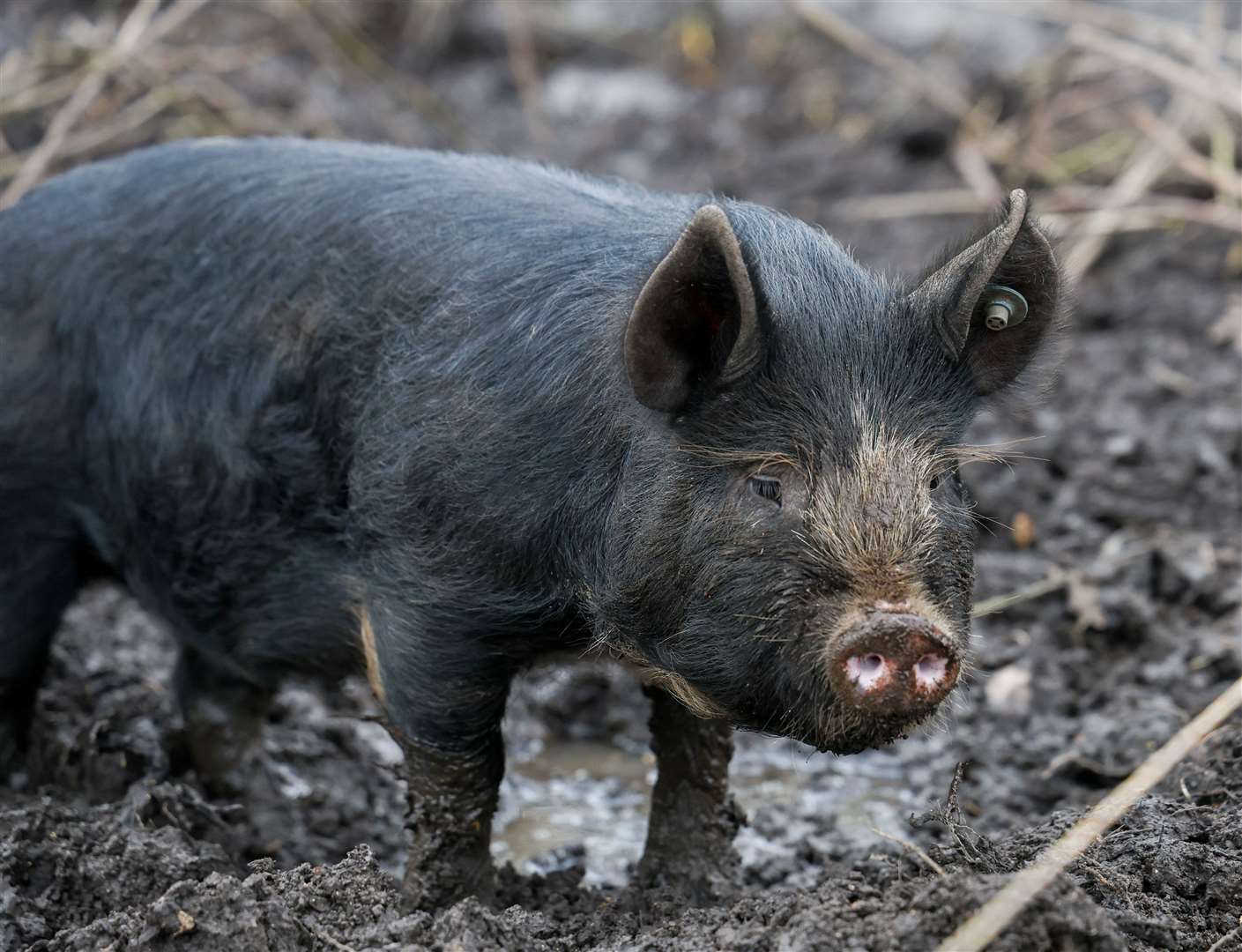 Berkshire piglets at Thorngrove School
