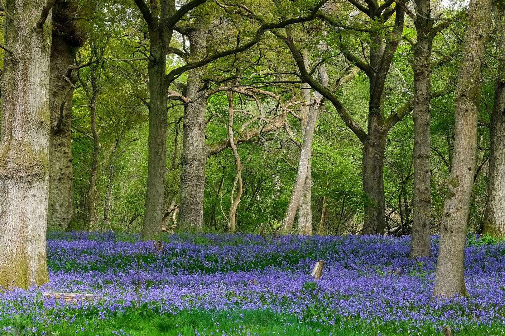 Brightwalton bluebells