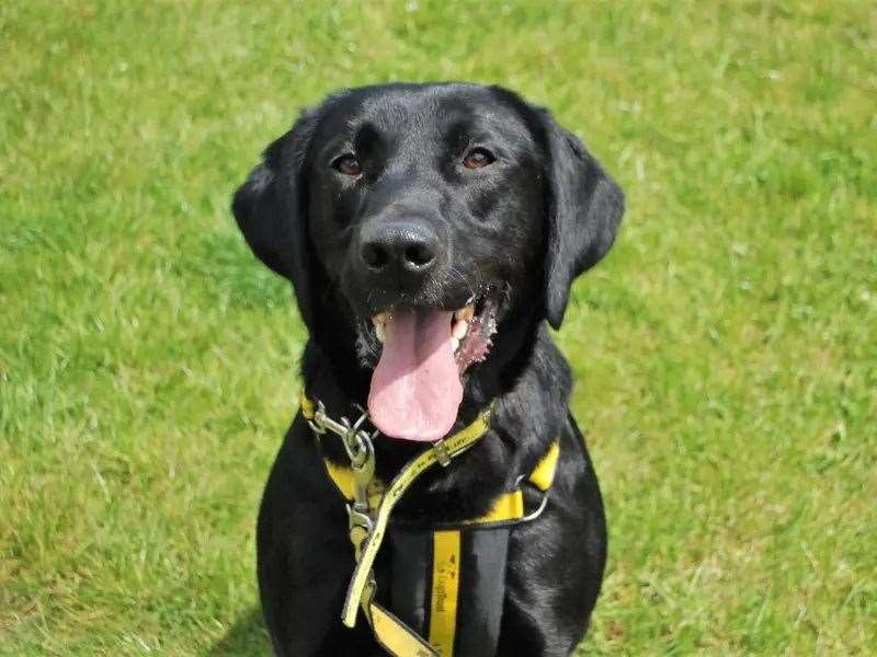 Murphy is our latest Dog of the Week