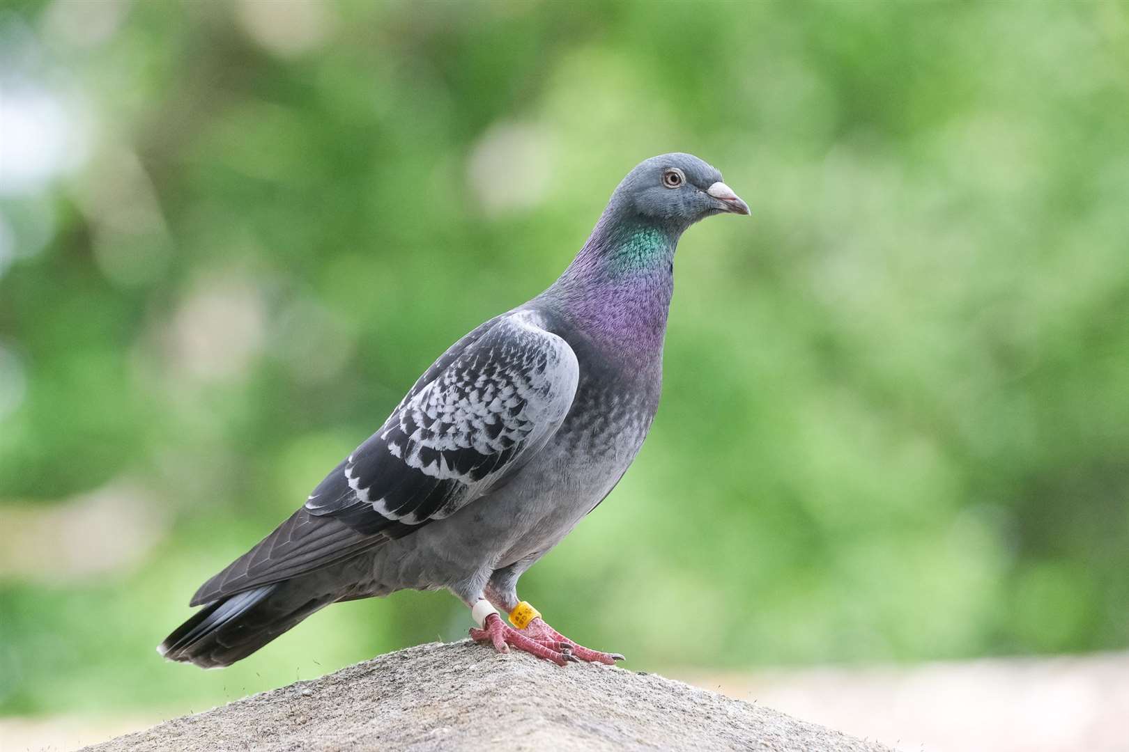 This friendly pigeon has been taking a break in Woolton Hill. Ref: 26-0521b