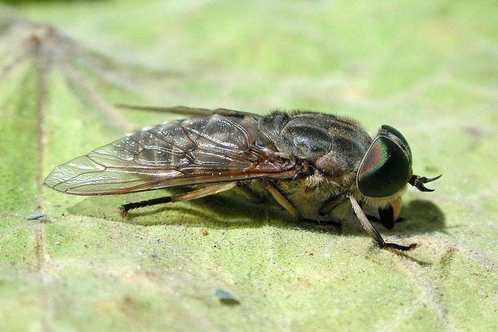 An image of a large horsefly. Image: Dungeness RSPB Observatory.