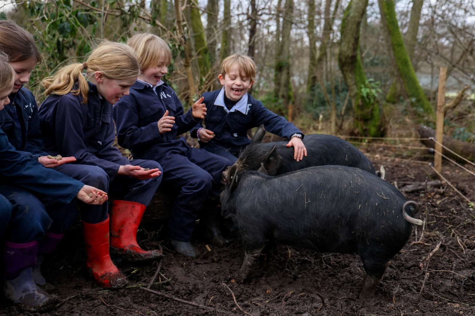 Berkshire piglets at Thorngrove School