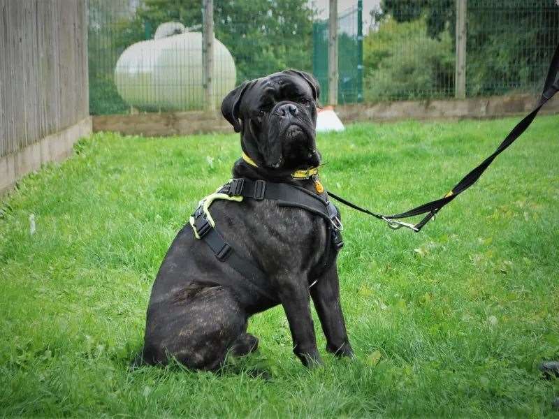 Mika is a lovable boy who has stolen the hearts of everyone at Dogs Trust