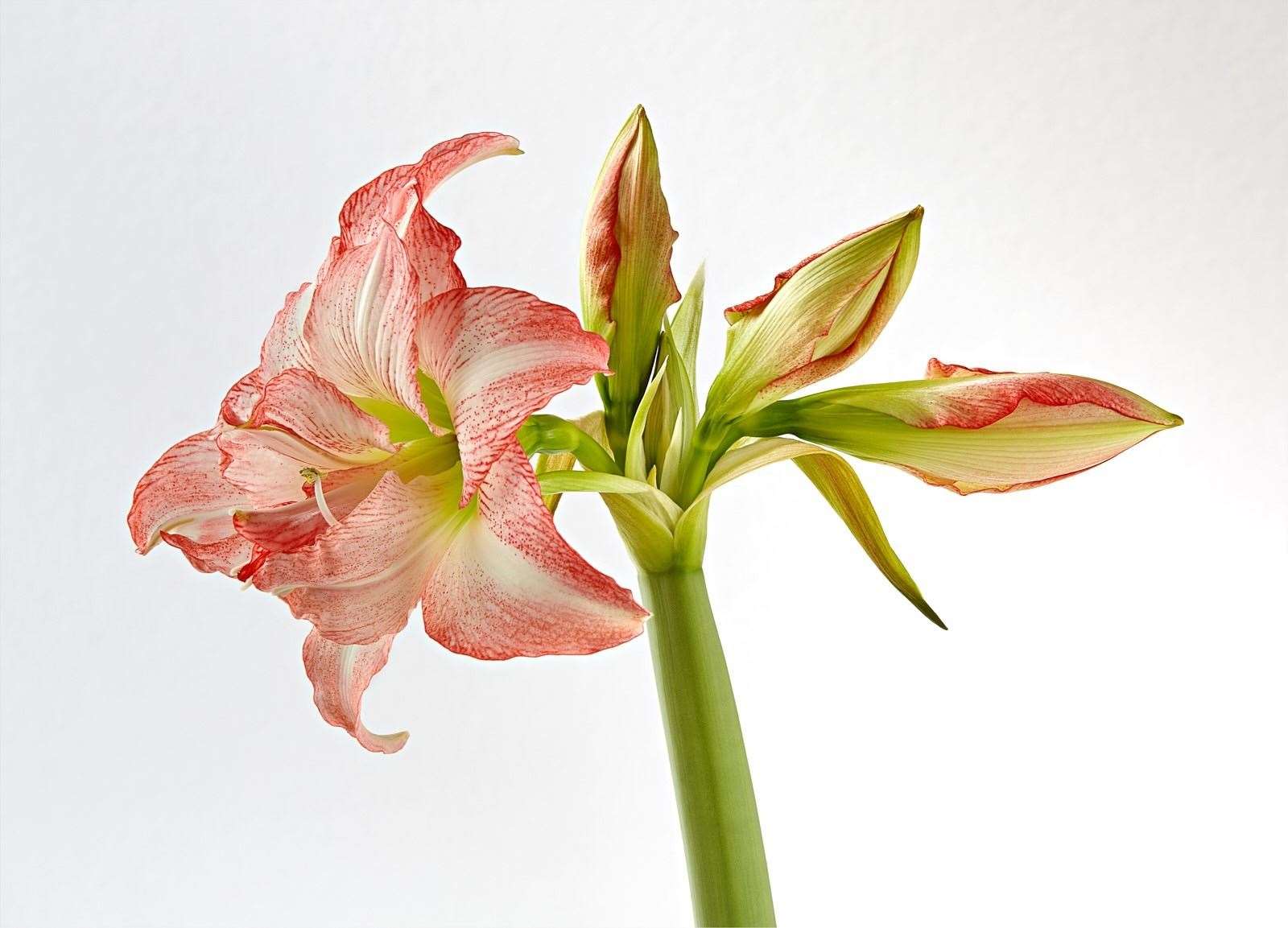 Amaryllis – Richard Pike
