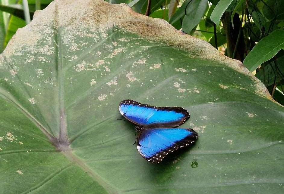 Butterflies at the Living Rainforest, picture: Living Rainforest