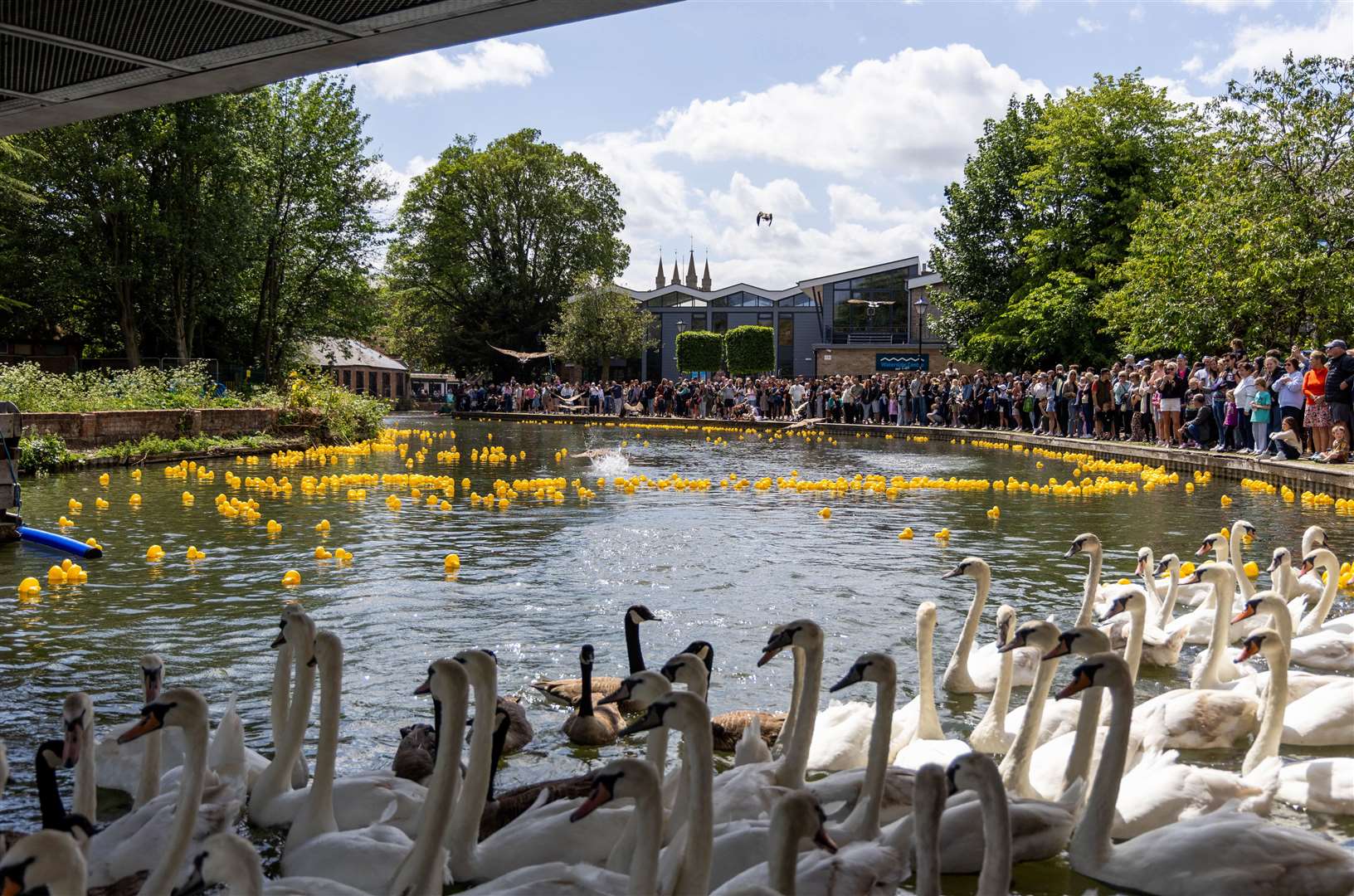 Newbury Duck Race