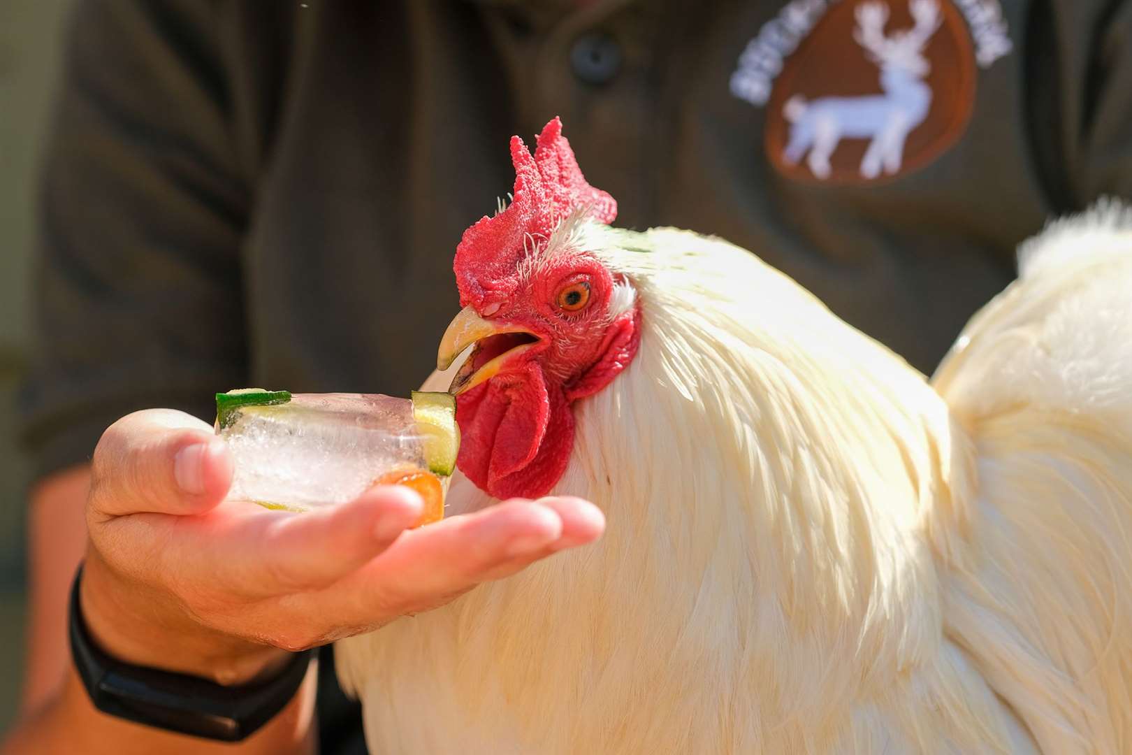 One of Bucklebury Farm's chickens