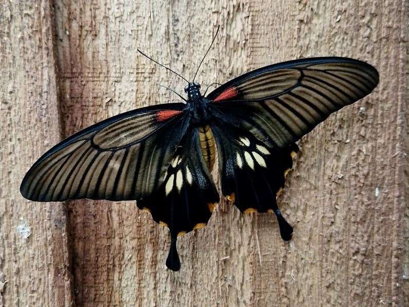 Butterflies at the Living Rainforest, picture: Living Rainforest