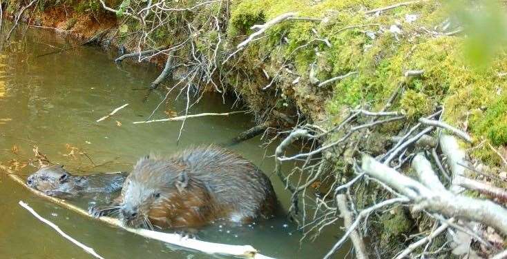 Mum and baby beaver eating bark together at Ewhurst Park