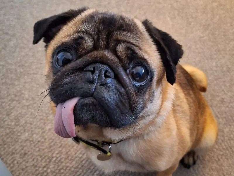 Doris is looking for a new family