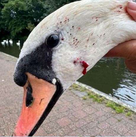 Two swans have been taken into care after being attacked in central Newbury