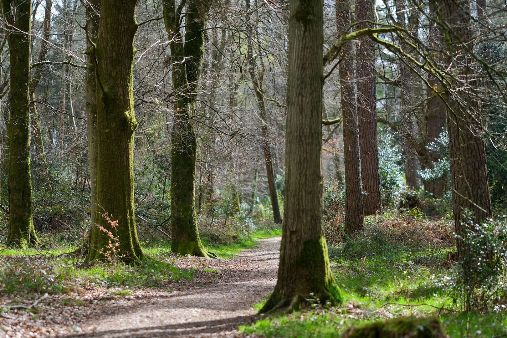 The neighbourhood plan will seek to protect areas like The Chase in Woolton Hill