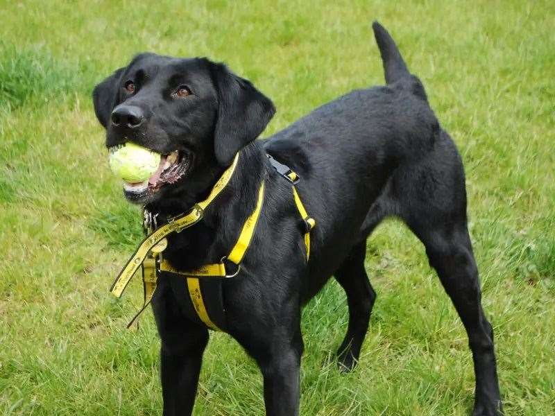 Could you give Murphy a new home?