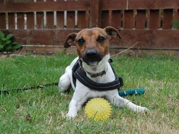 Seven-year-old Terry, picture: Dogs Trust Newbury