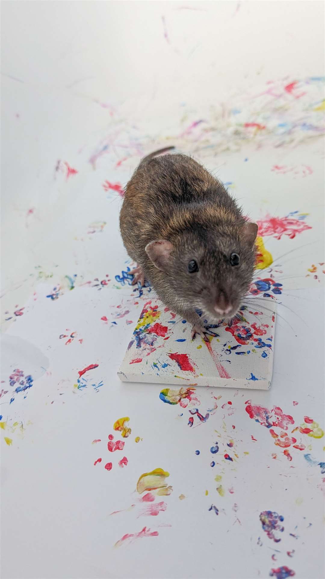 The rats use their paws to create their unique paintings (Steph Toogood/Toogoods Tiny Paws/PA)