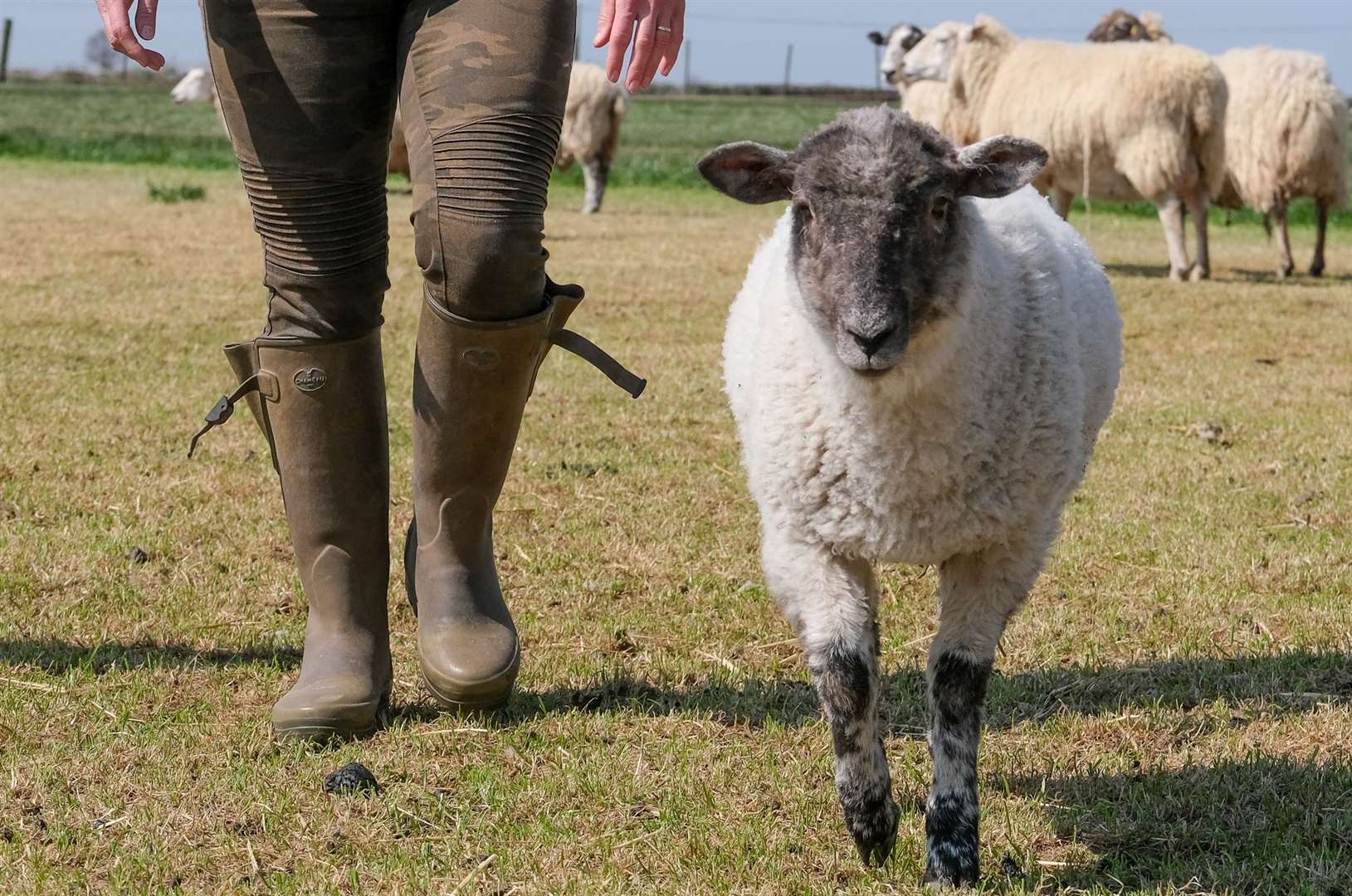 Bower Farm - Aldworth, Clover goes for a walk with Kate and Annabel age 10 Walters to check on the sheep Picture by Phil Cannings (46428886)