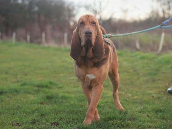 Copper is looking for his forever home