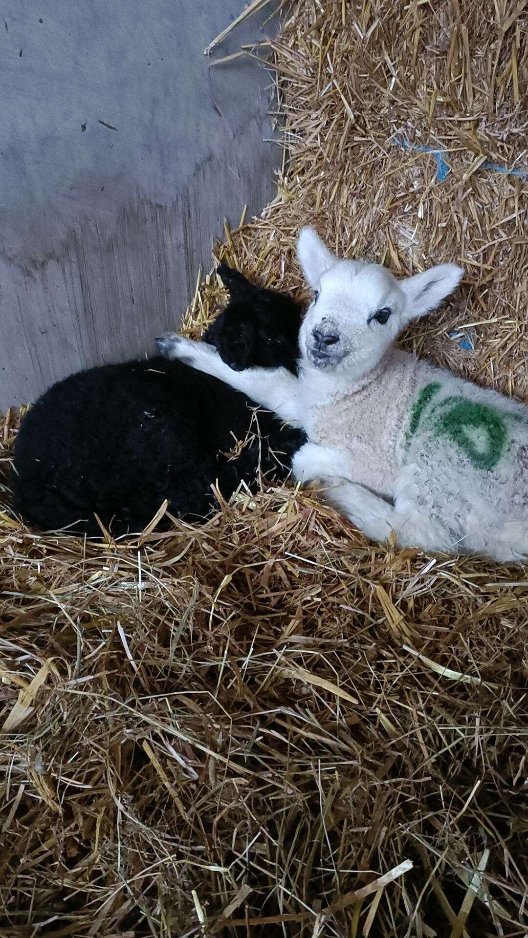 Lambing time has begun at Mazelands Farm