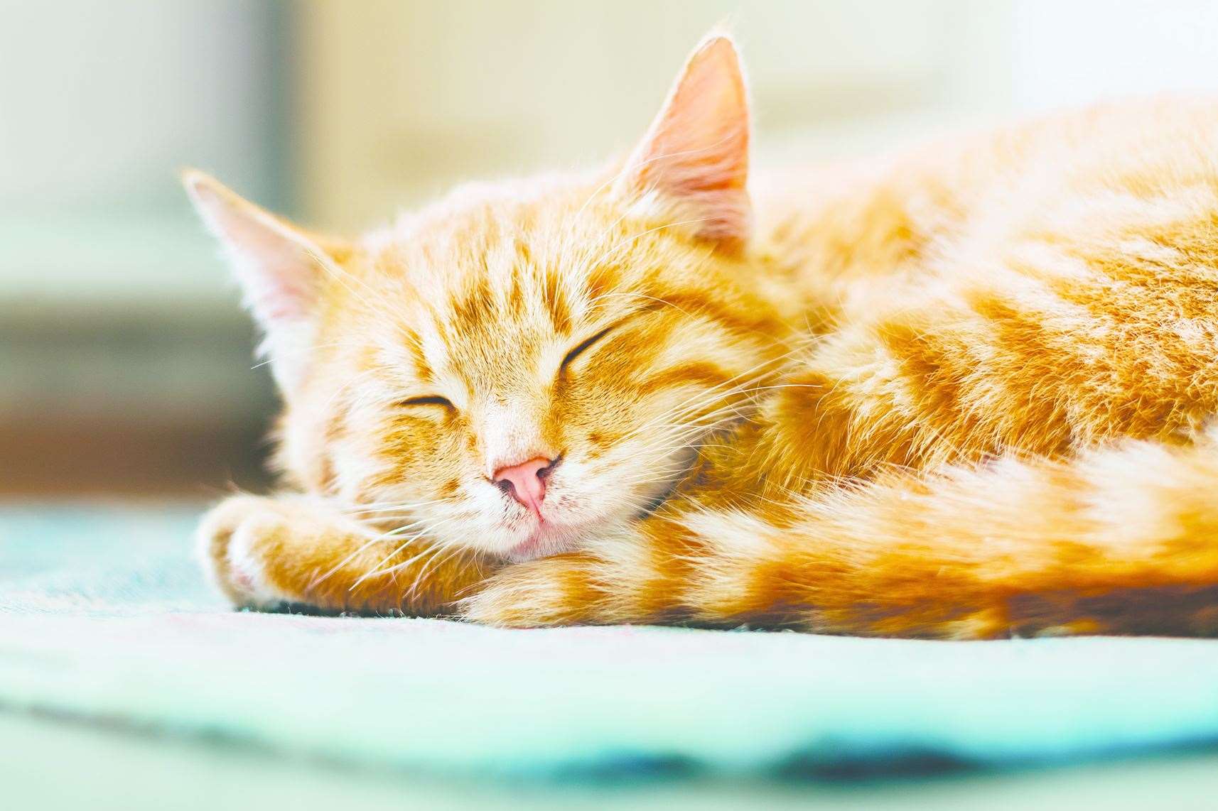 While related to dogs for now, provision could be extended to include other stolen animals too. Picture: iStock.