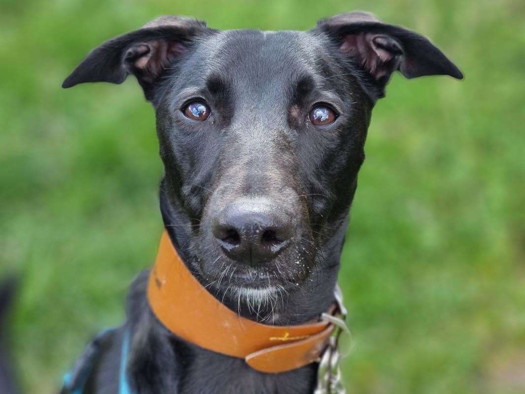 Eight month old Barney Rubble Picture credit: Dogs Trust
