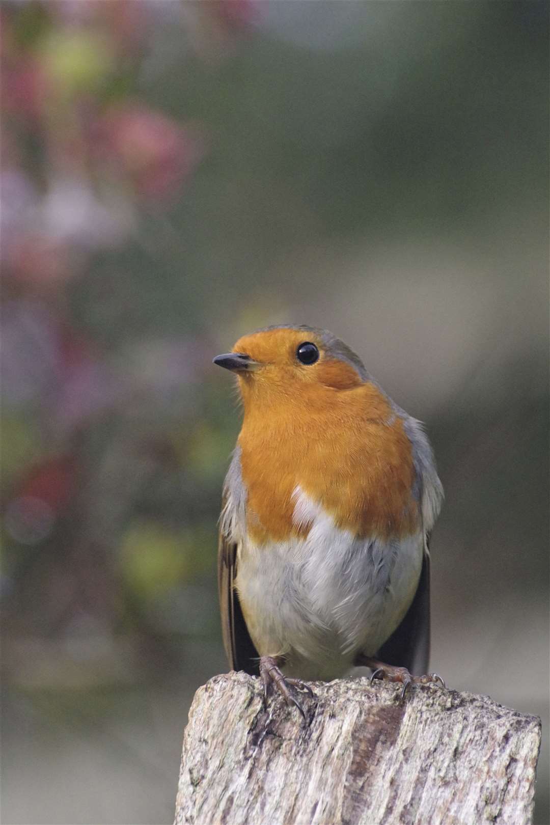 European robin Picture: RSPB