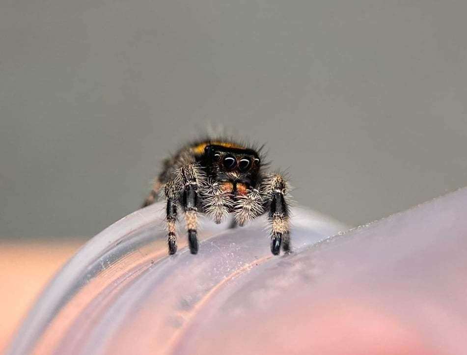 Jumping regal spider Una