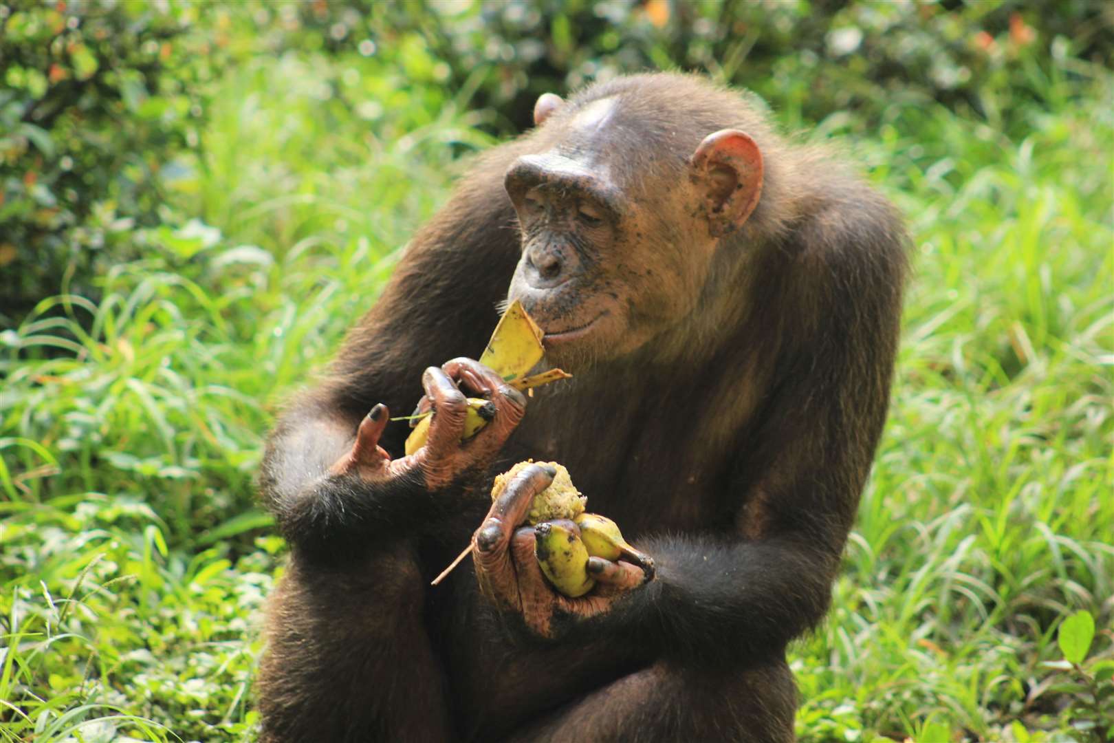 Limbe Wildlife Centre