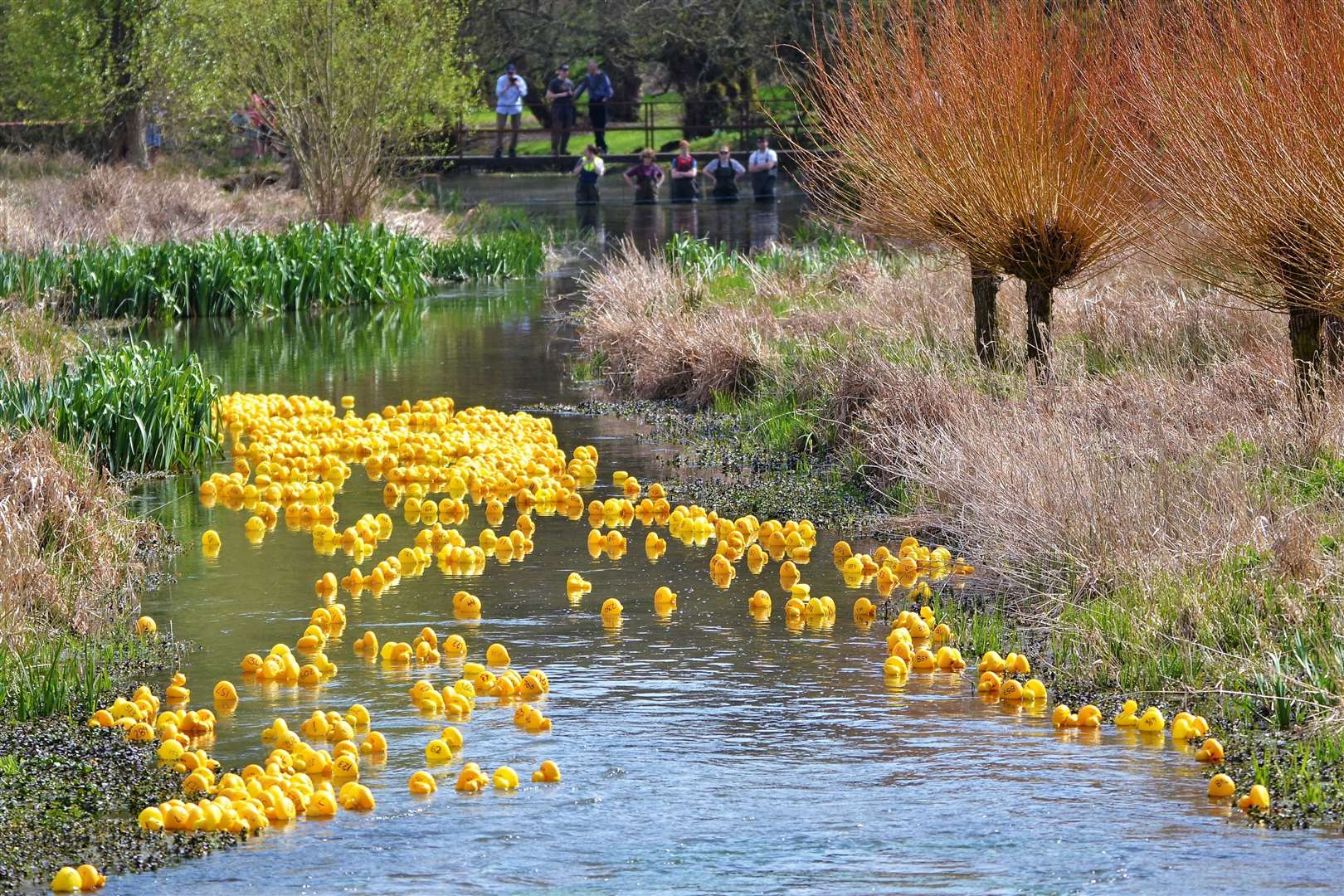 East Shefford duck derby. (56131372)