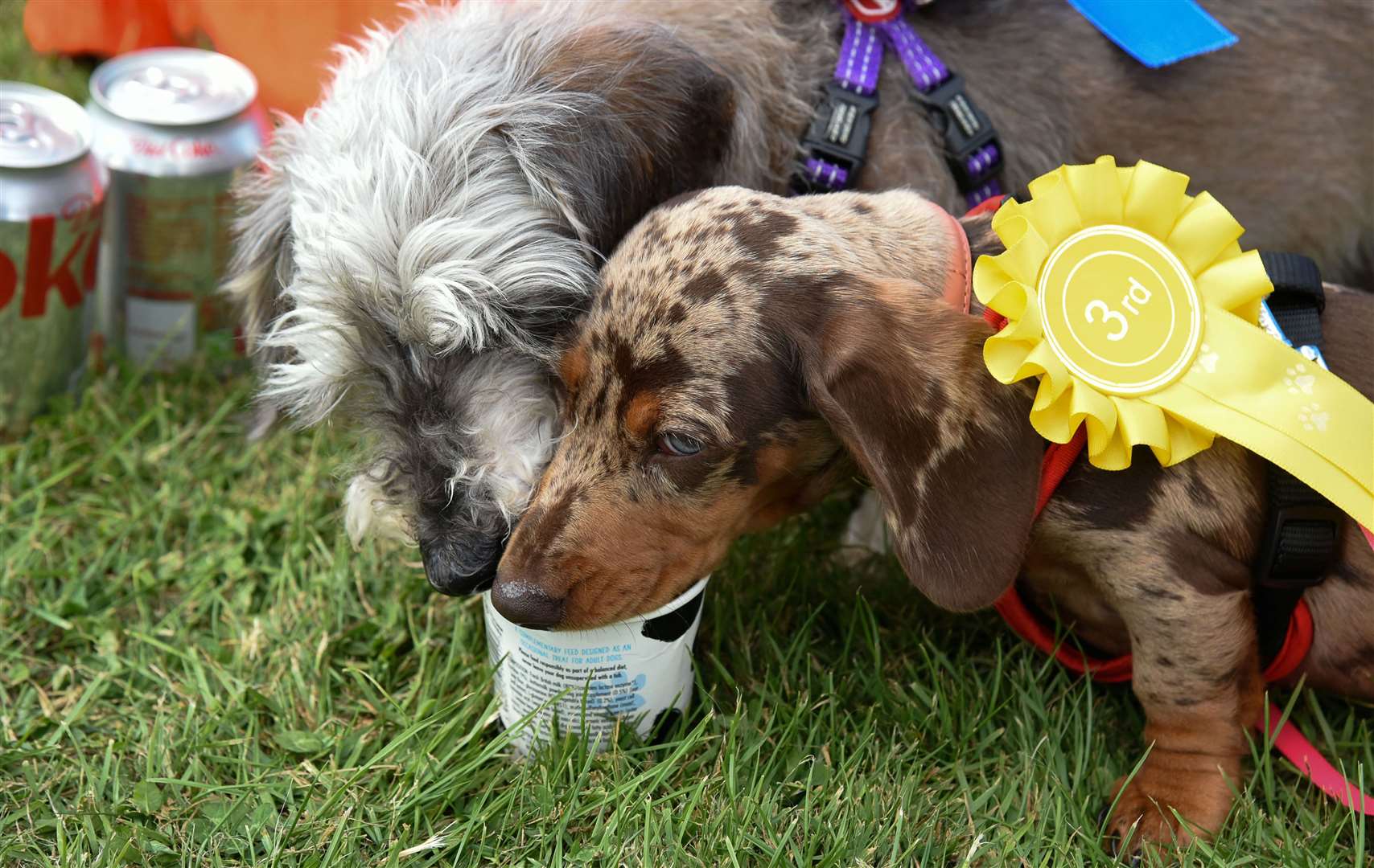 Two dog show prize winners sharing an ice cream. Credit: Julia Hoaen