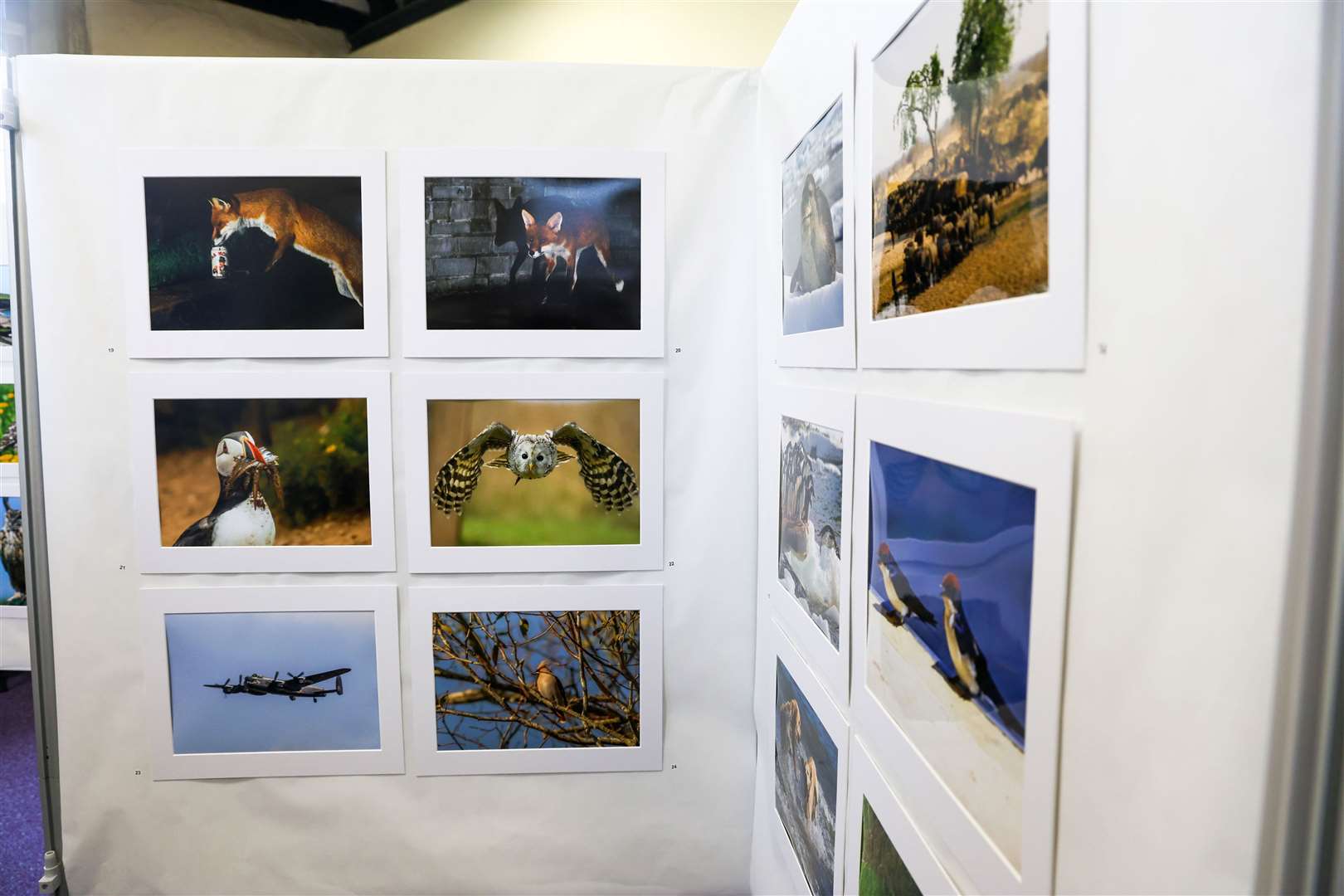 Thatcham Photographic Club Exhibition at Old Bluecoat School in Thatcham