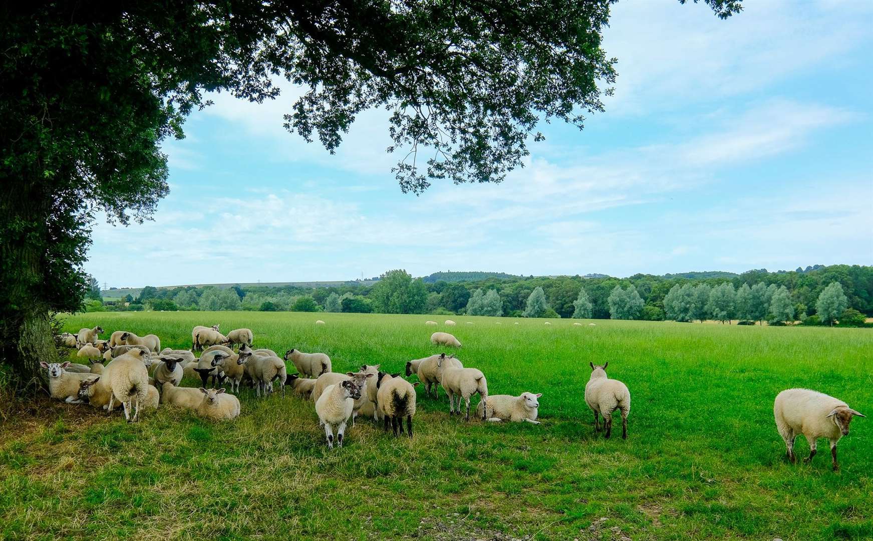 The land on Strattons Farm near Kingsclere