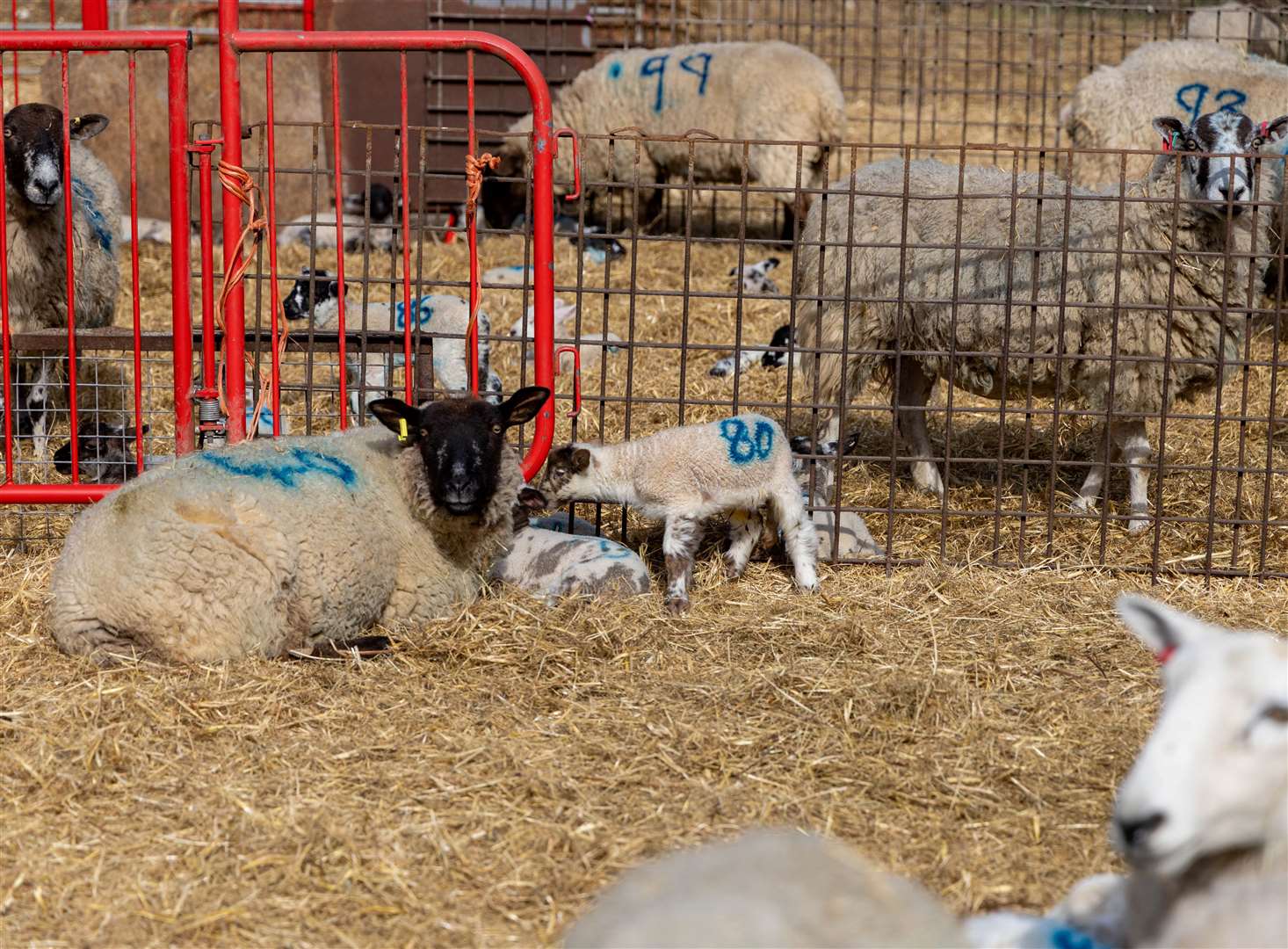 Lambing day at Foxglove Farm
