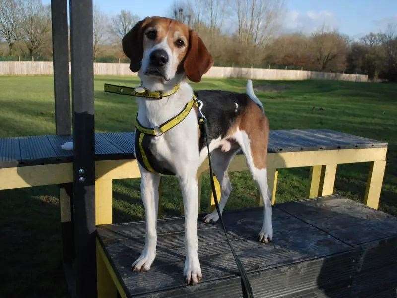 Finn needs a new home