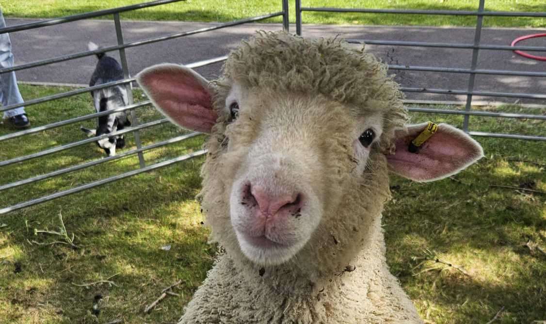 Hello camera!