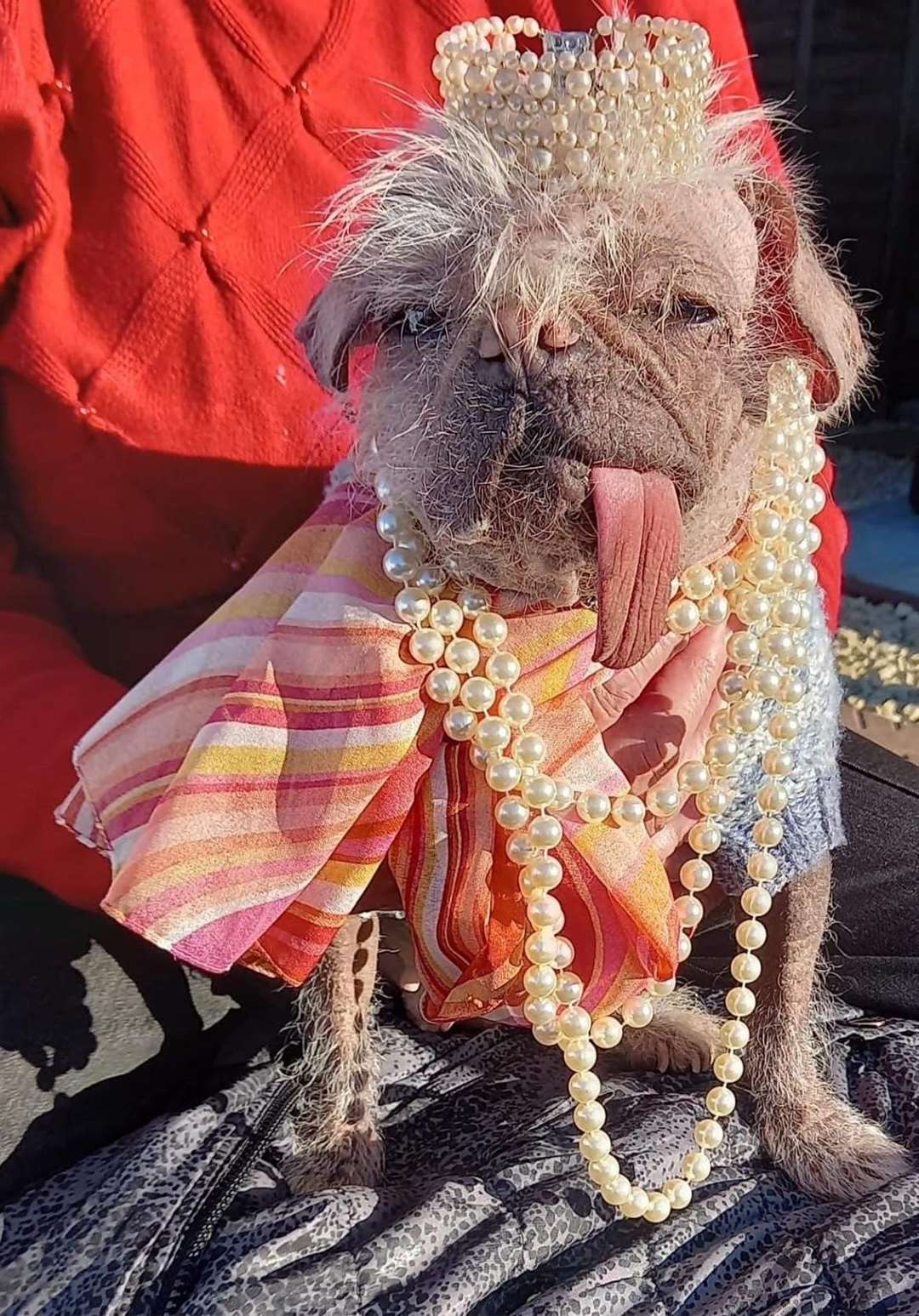 Pug Chinese Crested Mix Peggy aged 3 from East Yorkshire
