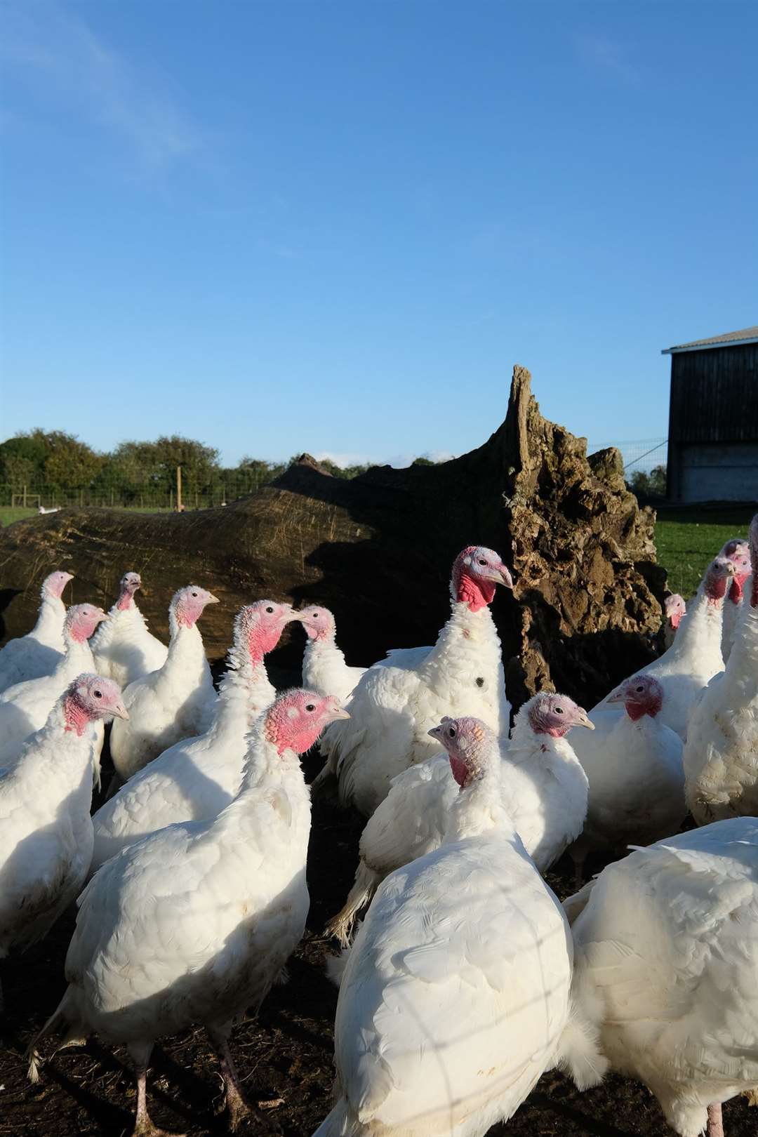Walters Turkeys