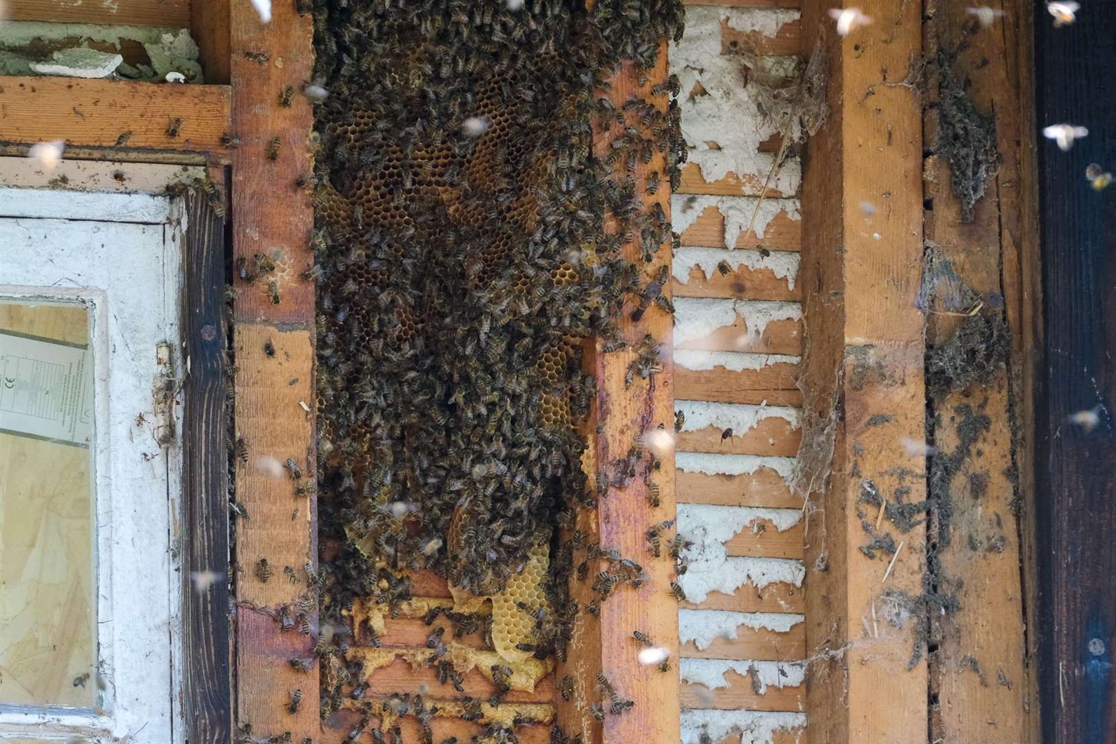 Huge beehive in Highclere