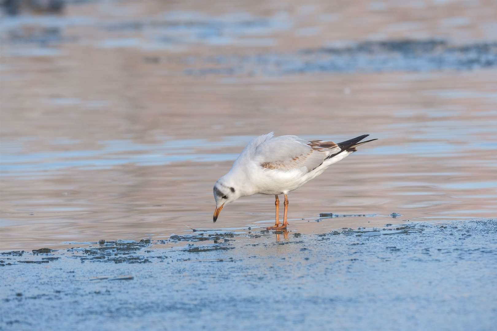 The wildlife on the frozen lake at Thatcham's Nature Discovery Centre