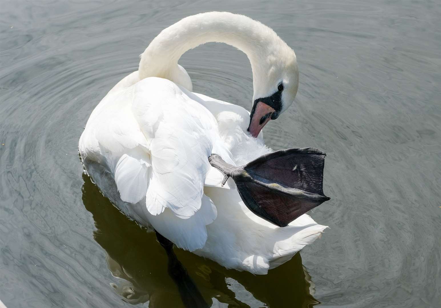 Swans keep a leg out of the water to regulate their body temperature