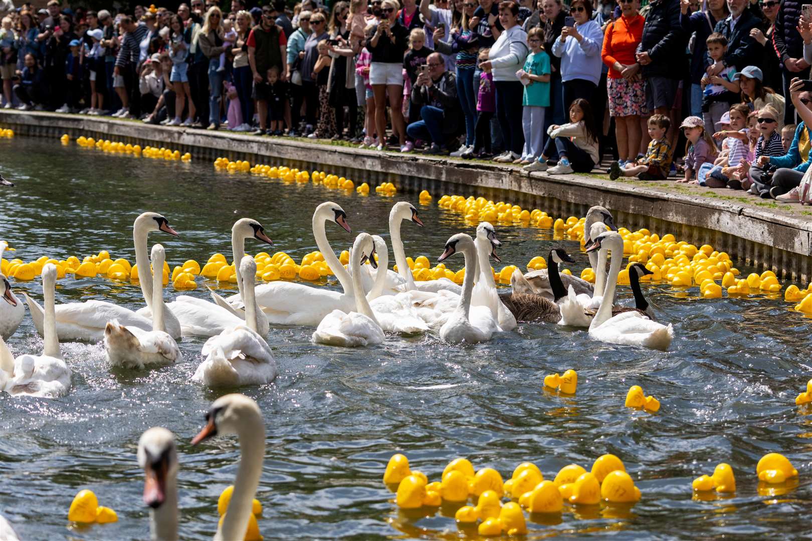 Newbury Duck Race