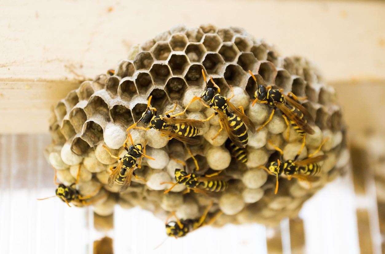 A wasp nest has caused Hamstead Marshall Parish Council to postpone its meeting a week while pest controllers tackle the pests (Picture: stock image)