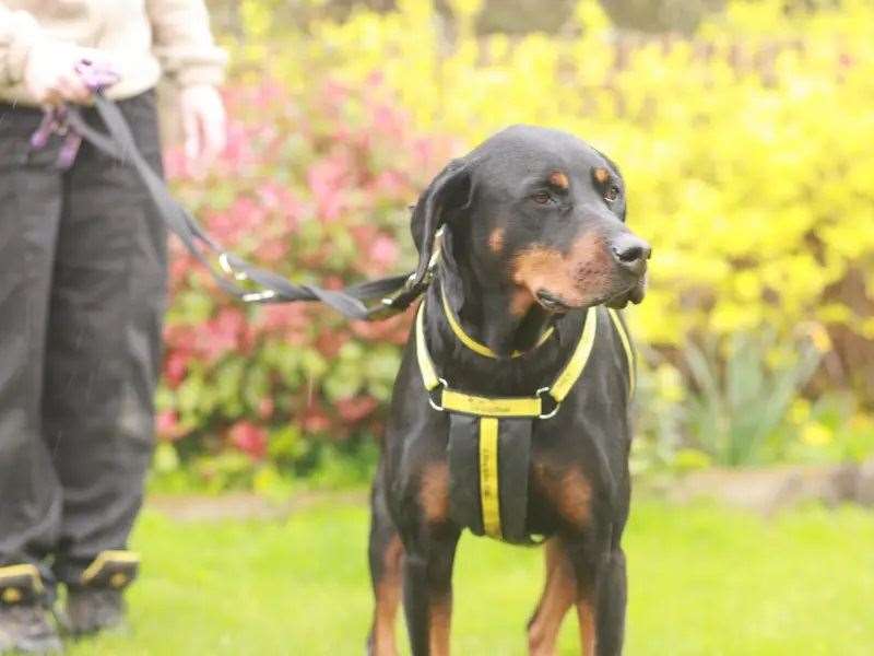 Could you give Ronnie her forever home?