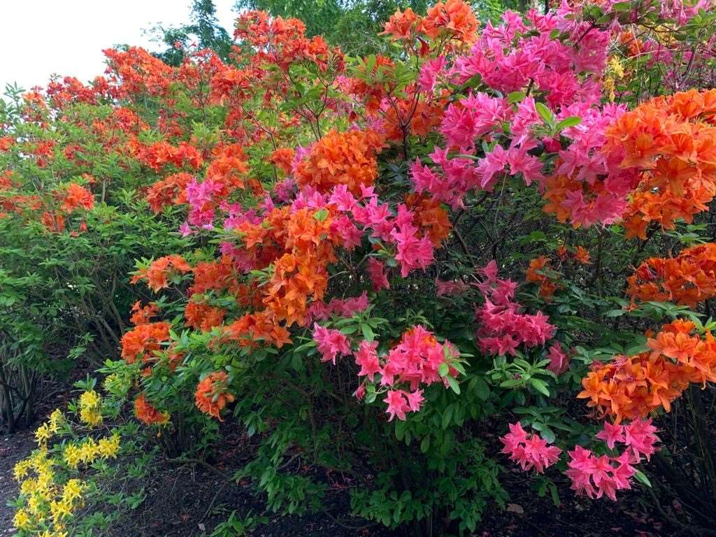 The Countess of Wessex photographed orange and pink azaleas (Buckingham Palace/PA)