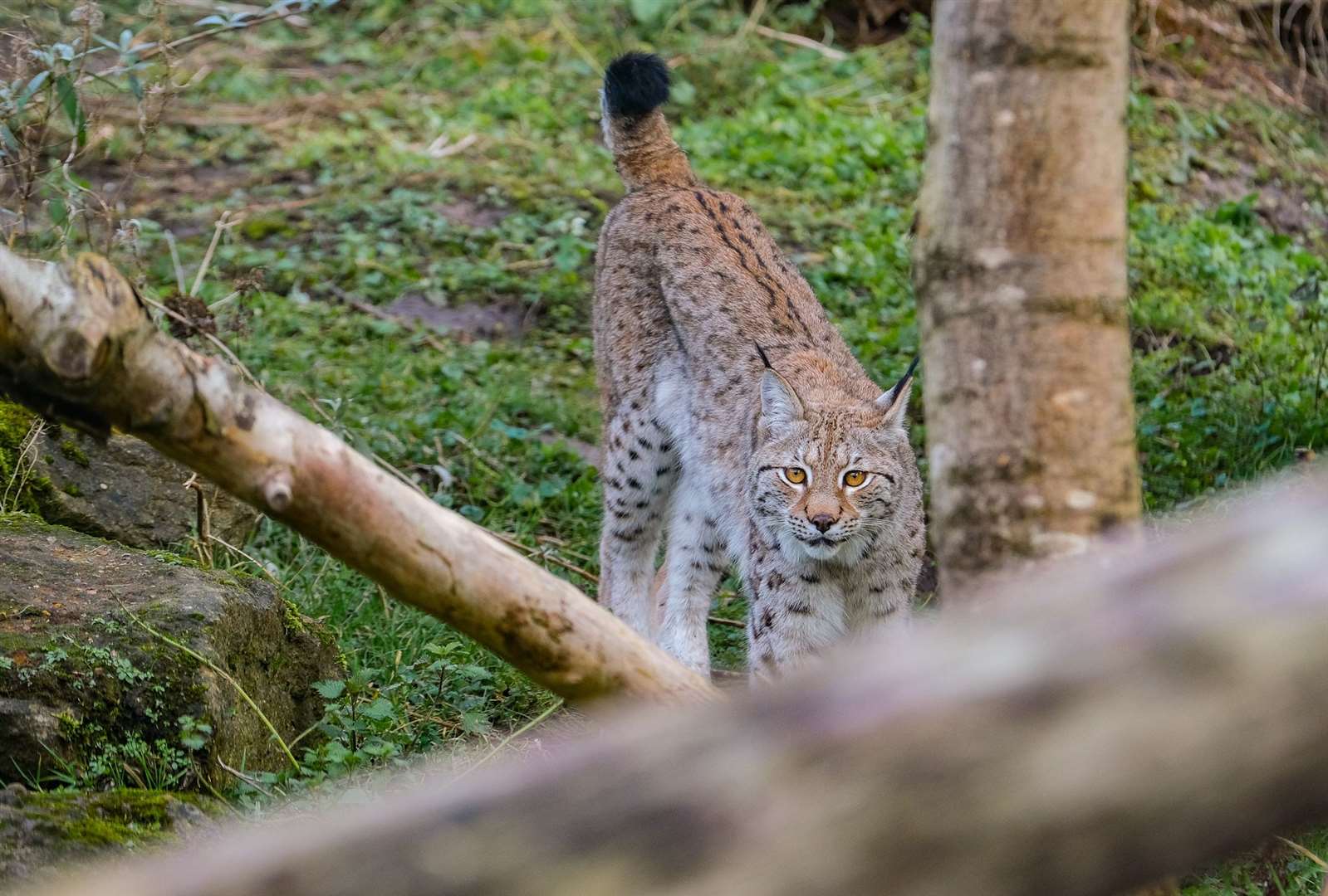 Loxx, the female lynx, settling into new home at Beale Park.